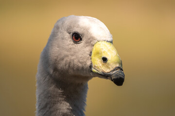 Cape Barren goose (Cereopsis novaehollandiae) resident in southern Australia