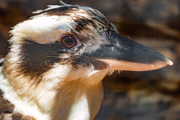Laughing kookaburra (Dacelo novaeguineae) native to eastern mainland Australia