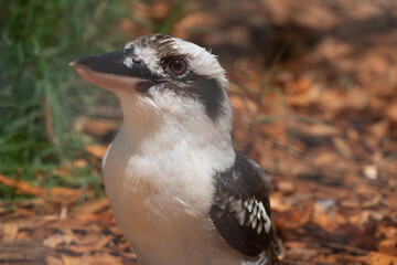Laughing kookaburra (Dacelo novaeguineae) native to eastern mainland Australia
