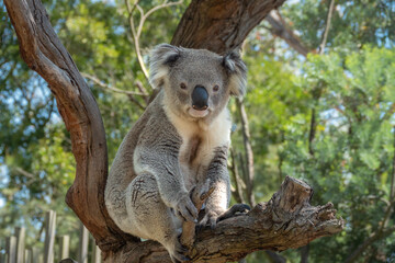 Encounter with a Koala (Phascolarctos cinereus) on a eucalyptus tree, Phillip Island, south-southeast of Melbourne, Victoria, Australia