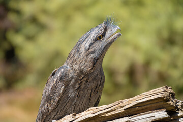 Tawny frogmouth (Podargus strigoides), Phillip Island, Victoria, Australia
