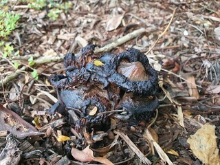 mushroom in the forest