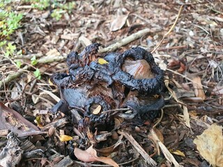 mushrooms in the forest