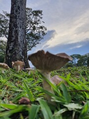 mushroom in the forest