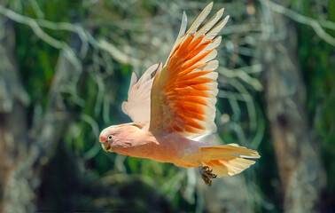 Major Mitchell's cockatoo (Lophochroa leadbeateri), also known as Leadbeater's cockatoo or the pink cockatoo, in flight. It inhabits arid and semi-arid inland areas of Australia © Luis