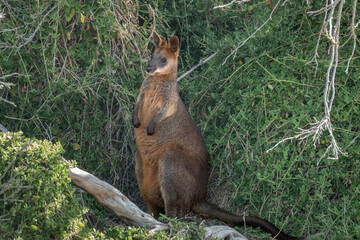 Wallaby on Phillip Island, south-southeast of Melbourne, Victoria, Australia