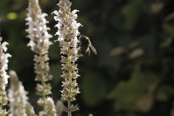 Bumblebee collecting bee in white flowers