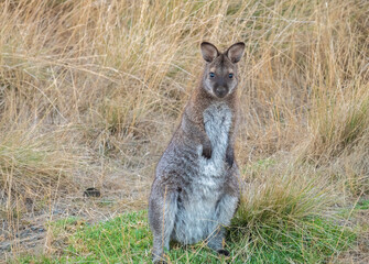 Wallabies on Phillip Island, south-southeast of Melbourne, Victoria, Australia