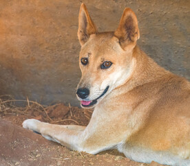 Dingo (Canis familiaris dingo), Alice Springs, Northern Territories, Australia.