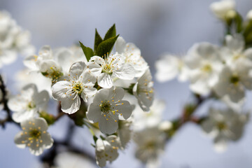 the blossom of fruit trees