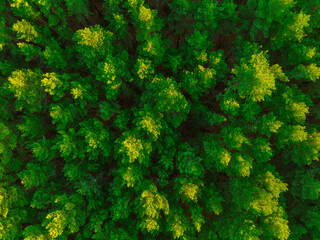 Drone flight over the forest, trees. Beautiful forest seen from a bird's eye view. Trees and green forest from the air, drone photo.