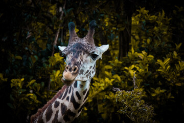 portrait of a giraffe