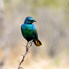 Greater Blue Eared Starling  on a branch, Masaimara, Kenya