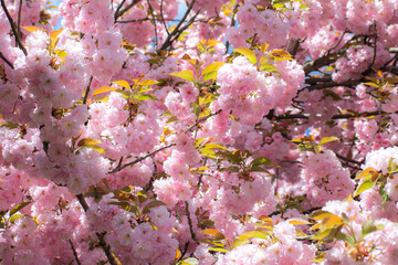 Close-up of cherry blossom tree 