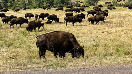 herd of buffalo roaming in Custer State Park