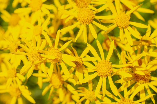 little yellow tansy ragwort flowers 