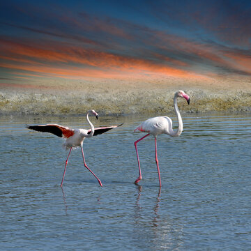 Flamingo In The Water, Ras Al Khor Wildlife Sanctuary, Dubai