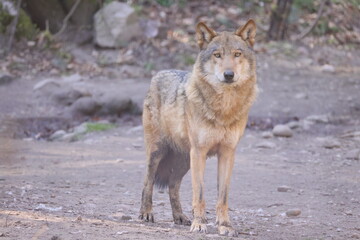 A view of a standing wolf