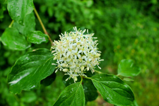 Close up of the flowers of Cornus sanguinea (Common Dogwood) following rainfall
