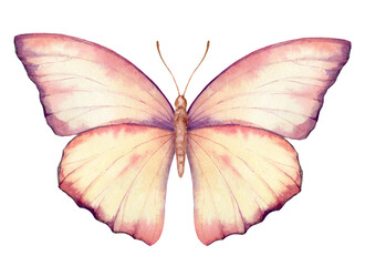 Fototapeta premium Vibrant hand painted watercolor butterfly illustration. Design for the decoration of postcards, invitations, greeting cards, birthday, souvenirs, weddings.