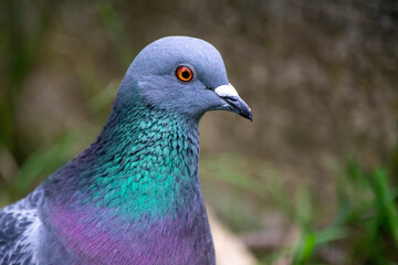 close up of a peacock