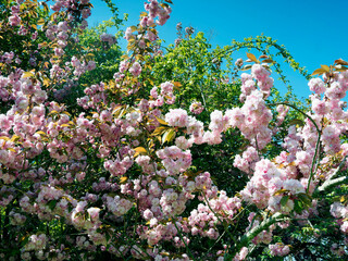 Prunus serrulata 'Kanzan'. Japanische Nelkenkirsche mit wunderschönes rosa Flammenmeer mit grünem...