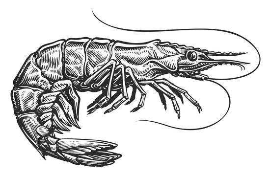 Shrimp sketch. Sea animal in vintage engraving style. Whole prawn, seafood illustration