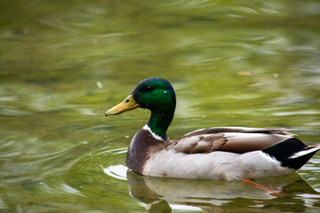 duck on the lake