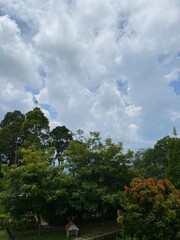 natural hills leaf flower in together