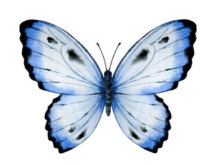 Vibrant hand painted watercolor butterfly illustration. Design for the decoration of postcards, invitations, greeting cards, birthday, souvenirs, weddings.