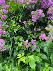 natural hills view in Malaysia
