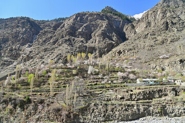 Terraced Fields and Village with Pink Cherry Blossoms Near Naltar Valley in Pakistan