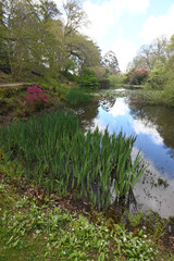 An ornamental pond at Pencarrow House Cornwall
