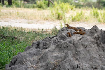 Mongoose family on the top of a termite mound - Tanzania - Tarangire National Park