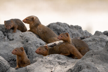 Mongoose family (selective focus) looks to the left, while climbing and hiding in a termite mound - Tarangire National Park Tanzania