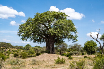 Baobab tree, with leaves, in Tarangie National Park Tanzania