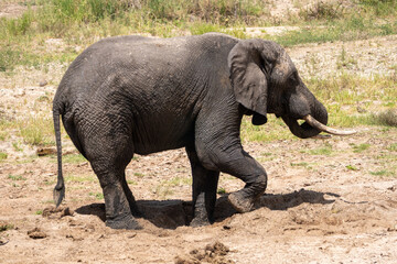 Fototapeta premium Elephant plays in the dirt in Tarangire National Park Tanzania
