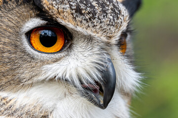 Obraz premium A close up shot of an Eurasian Eagle Owl's face and eyes in a natural woodland setting