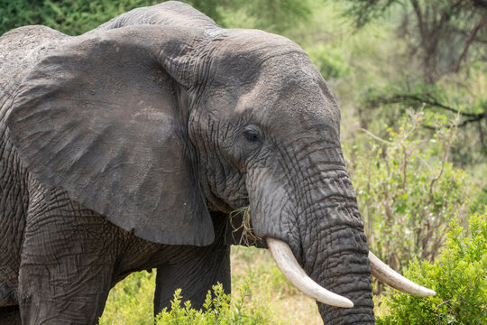 Close up of an elephant face in Tarangire National Park Tanzania