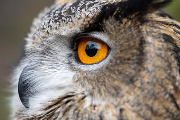 A close up shot of an Eurasian Eagle Owl's face and eyes in a natural woodland setting