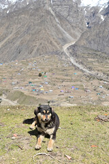 Black and Tan Dog on Hilltop at Naltar Valley in Pakistan