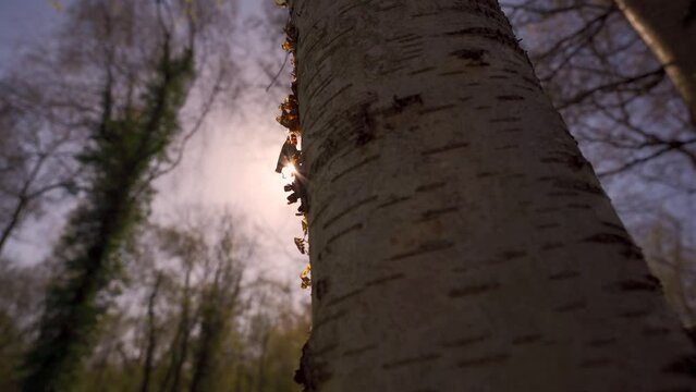 The thin paper bark of a silver birch tree in sunlight