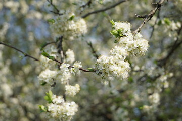 Białe kwiaty kwitną na gałęzi. Pierwsze kwitnienie w parku podczas wiosny. © Adam