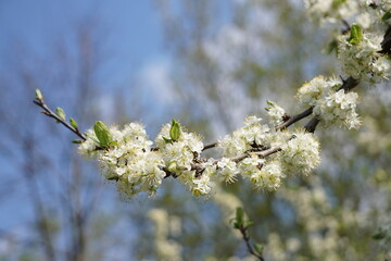 Białe kwiaty kwitną na gałęzi © Adam