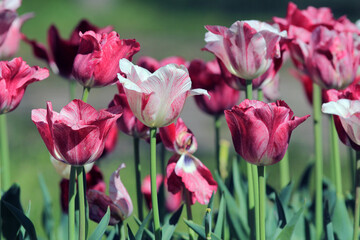 Two-tone red and white tulips in the park in spring on a blurry background
