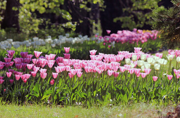 Pink tulips in the park in spring on a blurry background
