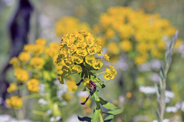 Obraz premium Chrysosplenium alternifolium blooming in a meadow in spring on a blurry background 