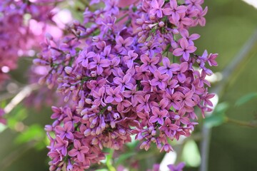 Obraz premium Blooming lilac in the park in spring on a blurry background