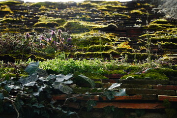Bright green and brown pattern of moss and ivy on the old roof