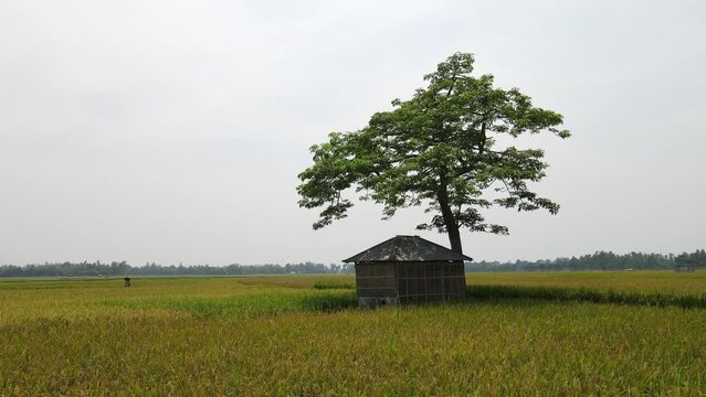 Beautiful tree and hut in the middle of the field